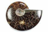 Polished Ammonite (Cleoniceras) Fossil - Madagascar #364969-1